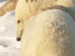 CU TS SLO MO Two Polar bears playing and fighting with each other  / Churchill, Manitoba, Canada Stock Footage