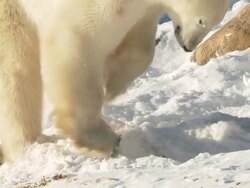 CU SLO MO Polar bear digging in snow / Churchill, Manitoba, Canada Stock Footage