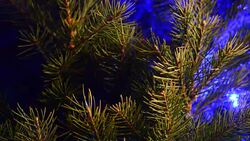 Christmas Lights On Pine Tree Stock Footage