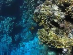 Coral And Fish Stock Footage