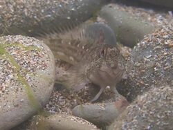 Blenny Stock Footage