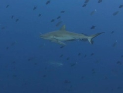 Sharks Stock Footage