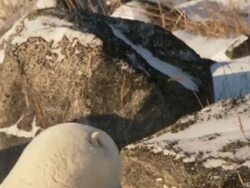 MS SLO MO Two Polar bears playing and fighting with each other  / Churchill, Manitoba, Canada Stock Footage