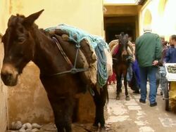 MS, PAN, Donkeys and men pulling cart through alley of medina, Fez, Morocco Stock Footage
