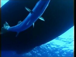 MCU low angle, Barracuda (Sphyraena sp.) swims beneath boat, diver visible, past and away from camera backlit above surface, Papua New Guinea , West New Britain Region Stock Footage