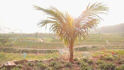 HD Dolly:Palm trees on agricultural plantations. Stock Footage