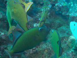 Redtail Triggerfish, Mexico  Stock Footage