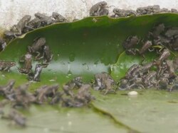 Tadpole Stock Footage