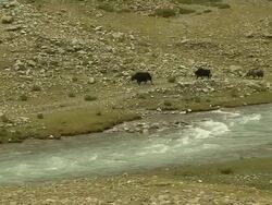 Wide Shot Yaks walking by the River Lhasa Tibet China Stock Footage