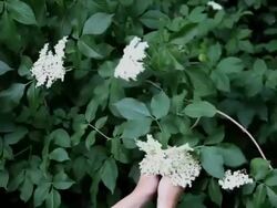 Woman in nature tear elder Stock Footage