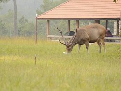 male deer eat Stock Footage