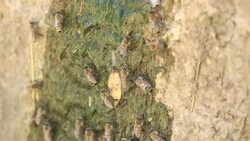 Thirsty swarm of bees Stock Footage