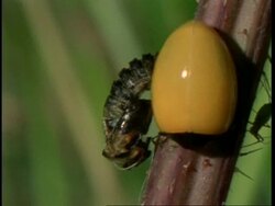 CU time lapse Ladybird, Coccinella septempunctata, emerging from cocoon, United Kingdom Stock Footage