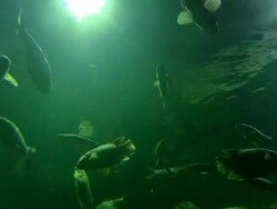HD: underwater and group of  fish Stock Footage
