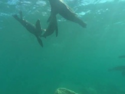 Sea Lions, on surface over camera looking up. Mexico  Stock Footage