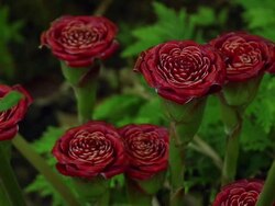 MS Rose of siam flowers growing in tropical rain forest / Onomea, Big Island,Hawaii, United States Stock Footage