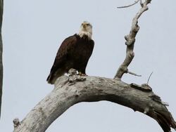MS Shot of bald eagle flying from tree / Boulder, Colorado, United States Stock Footage