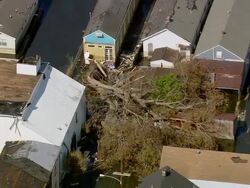 Sept. 11, 2005 aerial fallen tree over flooded buildings in wake of Hurricane Katrina / New Orleans Stock Footage