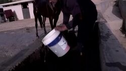 CLEAN : Jordan boosts animal welfare at famed Petra tourist site News Clip