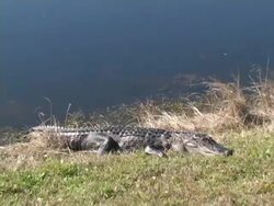Sleeping Alligator Stock Footage