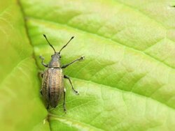 Beetle Stock Footage