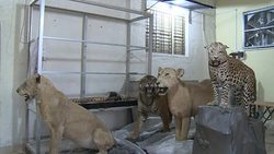 CLEAN : Frozen in time: Indias last taxidermist keeps on stuffing News Clip