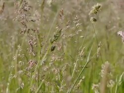Wildflowers in swamp landscape, summer field Stock Footage