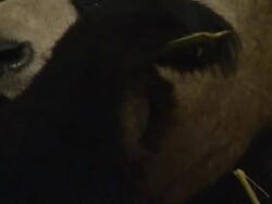 Panda getting used to new home in Edinburgh Zoo News Clip