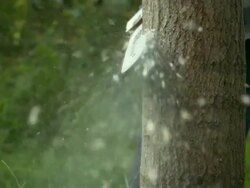 Chainsaw Cutting into tree with sawdust hitting camera lense Stock Footage
