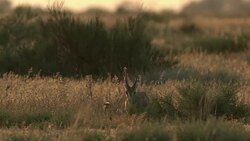 Gazelle Goitered Stock Footage