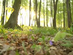 HD DOLLY: Beautiful Forest Underbrush Stock Footage