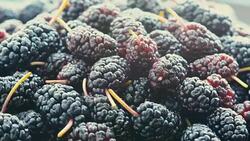 berries mulberry, close up Stock Footage