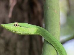 MS Green Vinesnake tasting air / Guanacaste, Costa Rica Stock Footage