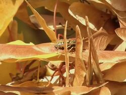 Wasp on Fall Leaves Stock Footage