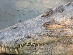 Crocodile Stock Footage