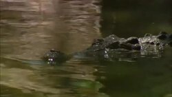 A crocodile glides through a river. Stock Footage
