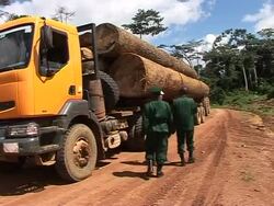 Tracking tree-trunk thieves in Cameroon News Clip
