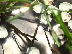 Puddle 003 1080p24 Seamless Loop Stock Footage