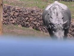 Indian Rhinos at West Midlands Safari Park News Clip