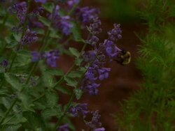 Slow motion, hand held close up, in shallow focus, following a bee as it feeds on the nectar of purple flowers. Stock Footage