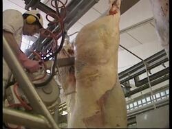 ITALY: BSE FEARS BRING DROP IN BEEF SLAUGHTERING News Clip