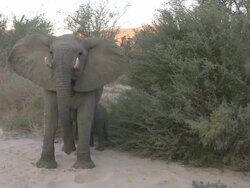Desert Elephant; mother defensive of calf, Ugab River Basin, Namibia: desert-dwelling population of African Bush Elephant though not distinct subspecies Stock Footage