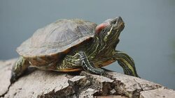 turtles stays on a  timber Stock Footage