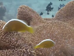 Orange skunk clownfish (Amphiprion sandaracinos) and anemones, Southern Visayas, Philippines Stock Footage