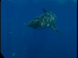 MS Great White Sharks, 1-2 sharks swim through sunrays, Guadalupe Island, Pacific Ocean Stock Footage