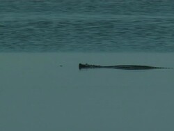 Gharial crocodile (Gavialis gangeticus) in Chambal River, India Stock Footage