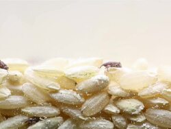 Rice Weevil Stock Footage