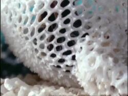 CU Zooming in, Skeletal structure of Sargassum Moss-animal (Membranipora/Electra) colony, Bermuda Stock Footage