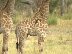 MS TU PAN shot of giraffe herd with two young giraffes standing and observing / Okavango Delta, North-West District, Botswana Stock Footage