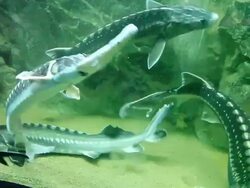 Big fishes - sturgeons Stock Footage